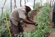 Green House Farming Flourishing in Mivukoni