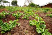 Empowering the Poor in Kenya: Creating Sustainable Solutions through Farming